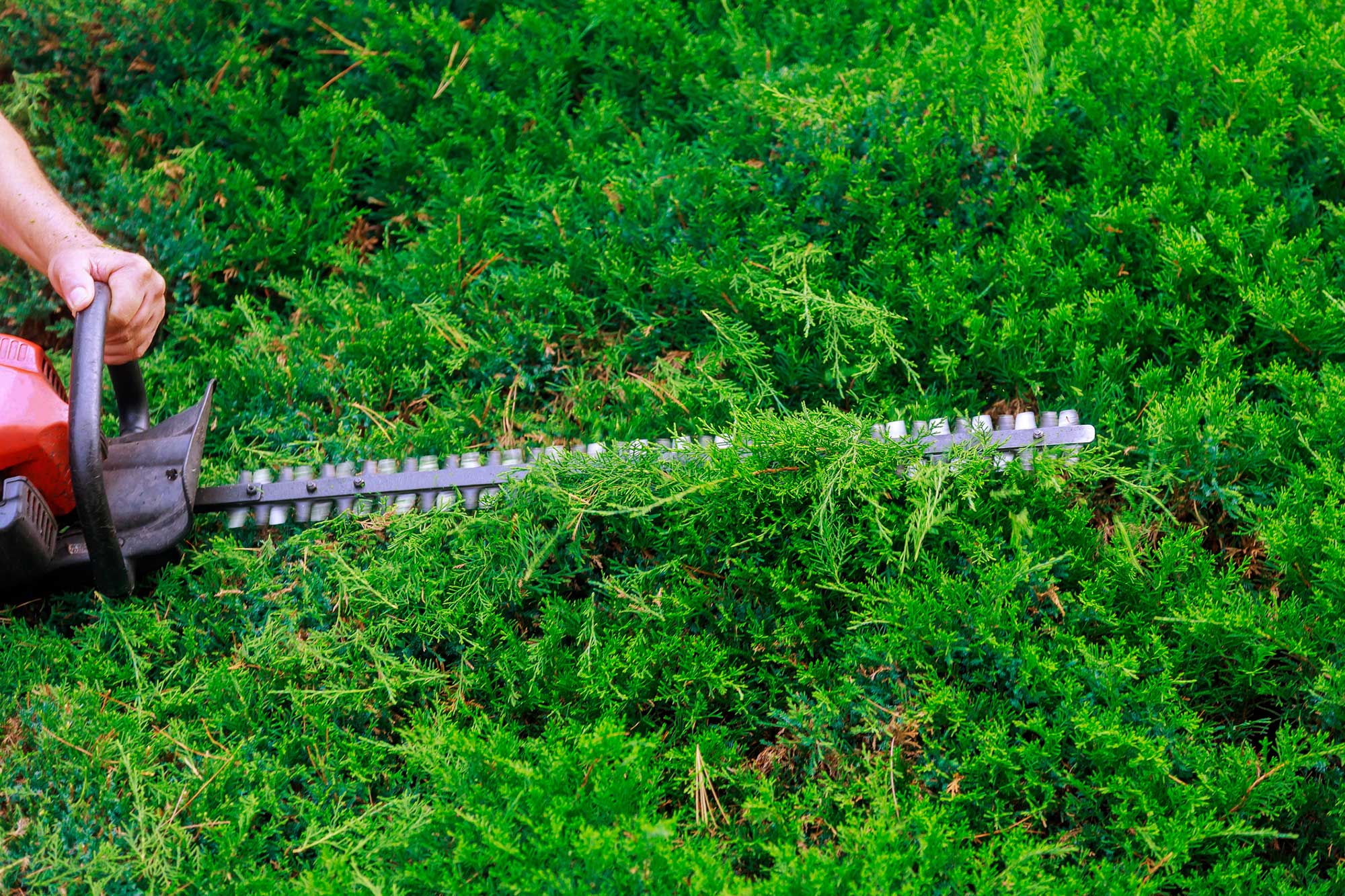 Hedge Cutting