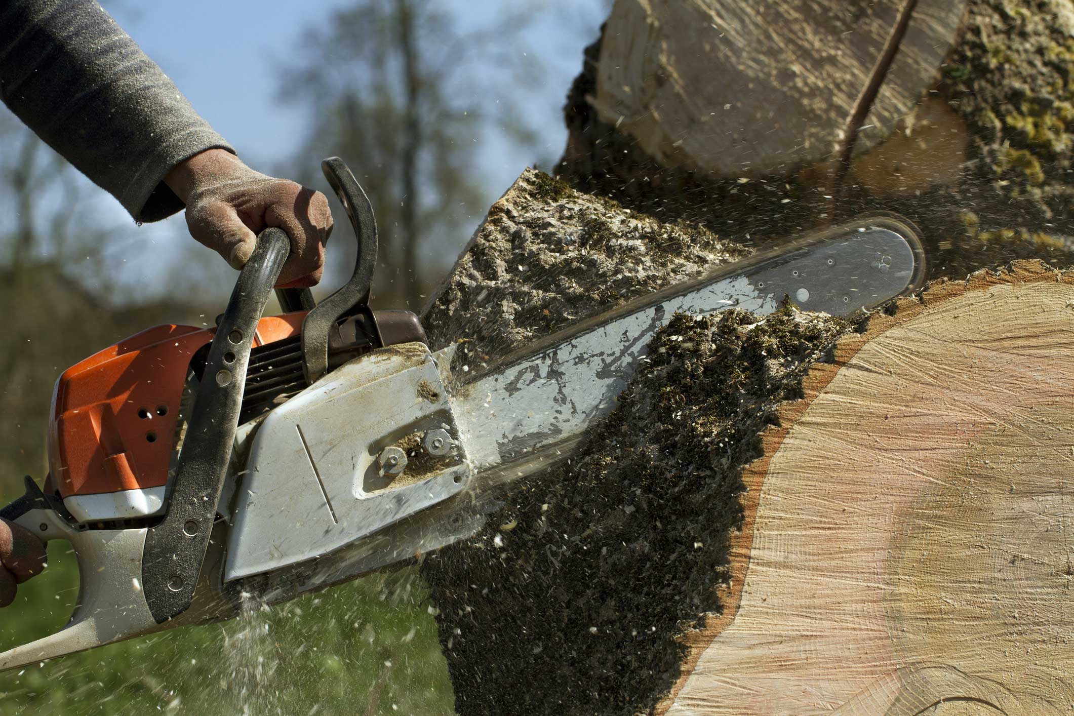 Tree Cutting